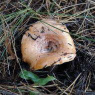 Шульгівка з panoramio.com