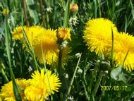 Лохвиця з panoramio.com