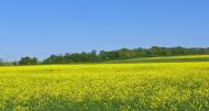 Новорозсош з panoramio.com
