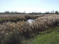 Тарасівка з panoramio.com