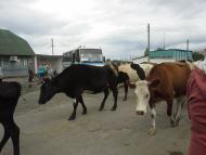 Сошники з panoramio.com