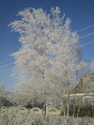Новоолександрівка - Останні фото