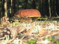 Деревок - Останні фото