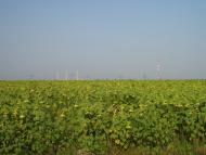 Градениці - Останні фото