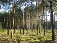 Деревок - Останні фото