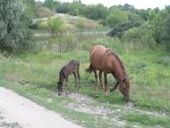 Розкопане з panoramio.com