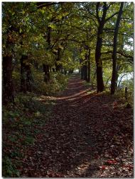 Комісарівка з panoramio.com