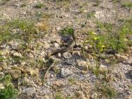 Широке - Останні фото