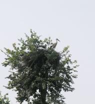 Розкопане з panoramio.com