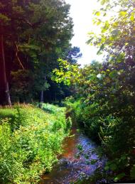 Верещиця - Останні фото