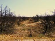 Забарине з panoramio.com