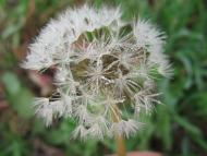 Калаглія з panoramio.com