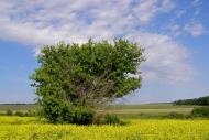 Новорозсош з panoramio.com
