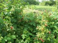 Ясининичі з panoramio.com