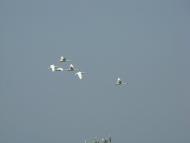 Лиман з panoramio.com