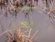 Новопетрівка з panoramio.com