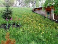 Дмитрівка - Останні фото