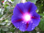 Троїцьке з panoramio.com