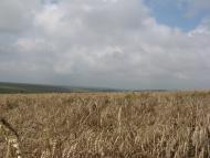 Шебутинцы - Последние фото