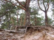 Широке з panoramio.com