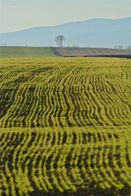 Лохівка з panoramio.com