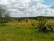 Сухоносівка з panoramio.com