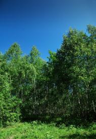 Сімерки - Останні фото