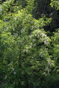 Шарки - Останні фото