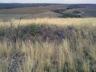 Челюскінець з panoramio.com