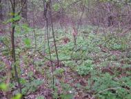 Немильня з panoramio.com