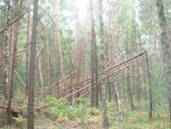 Кодра з panoramio.com