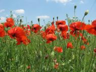 Лозова з panoramio.com