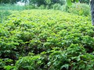 Ясининичі з panoramio.com