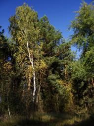 Коженики з panoramio.com