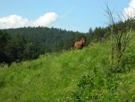 Плоске з panoramio.com