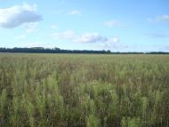 Зірка - Останні фото