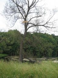 Оводівка з panoramio.com