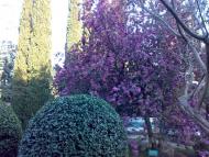 Данилівка з panoramio.com