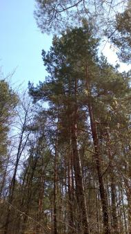 Шпичинці з panoramio.com