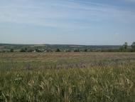 Довжик з panoramio.com