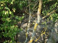 Весняна Квітка з panoramio.com