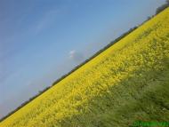 Бурячки - Останні фото