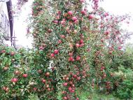 Райківці з panoramio.com