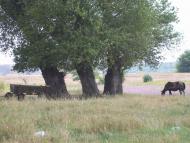 Орлівка з panoramio.com