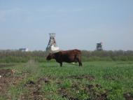 Димитрове з panoramio.com