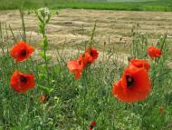 Лозова з panoramio.com