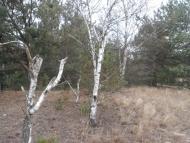 Жиричі з panoramio.com