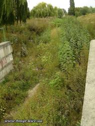 Вишневе з panoramio.com