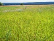 Дорогинка з panoramio.com