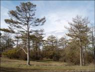 Партизанське з panoramio.com